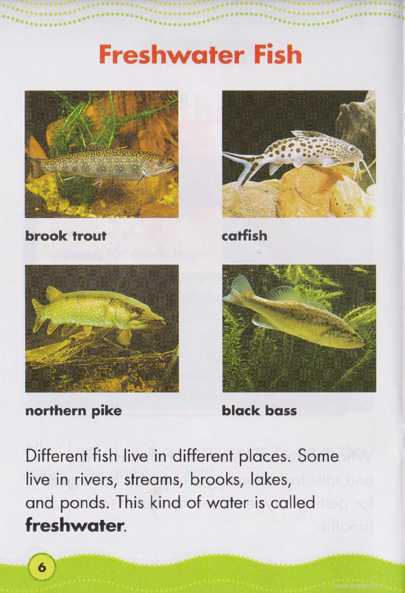 Fantastic Fish绘本故事第5页