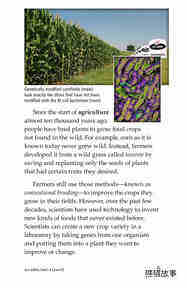 Are GMOs Safe绘本故事第4页