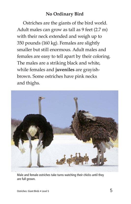 Ostriches Giant Birds绘本故事第4页