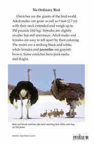 Ostriches Giant Birds绘本故事第4页