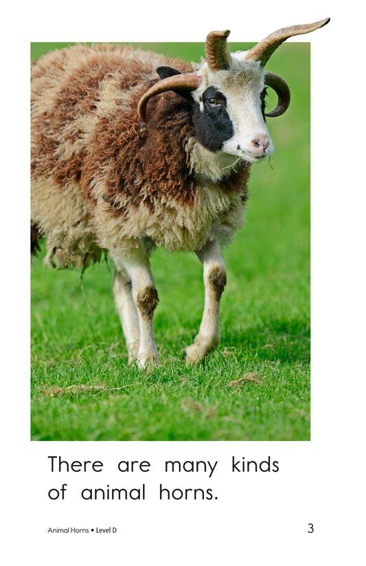 Animal Horns绘本故事第3页