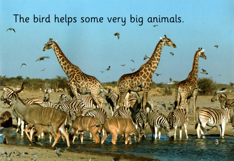 The Helper Bird绘本故事第4页
