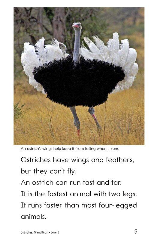 Ostriches Giant Birds绘本故事第4页
