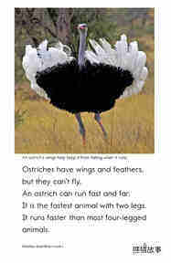 Ostriches Giant Birds绘本故事第4页
