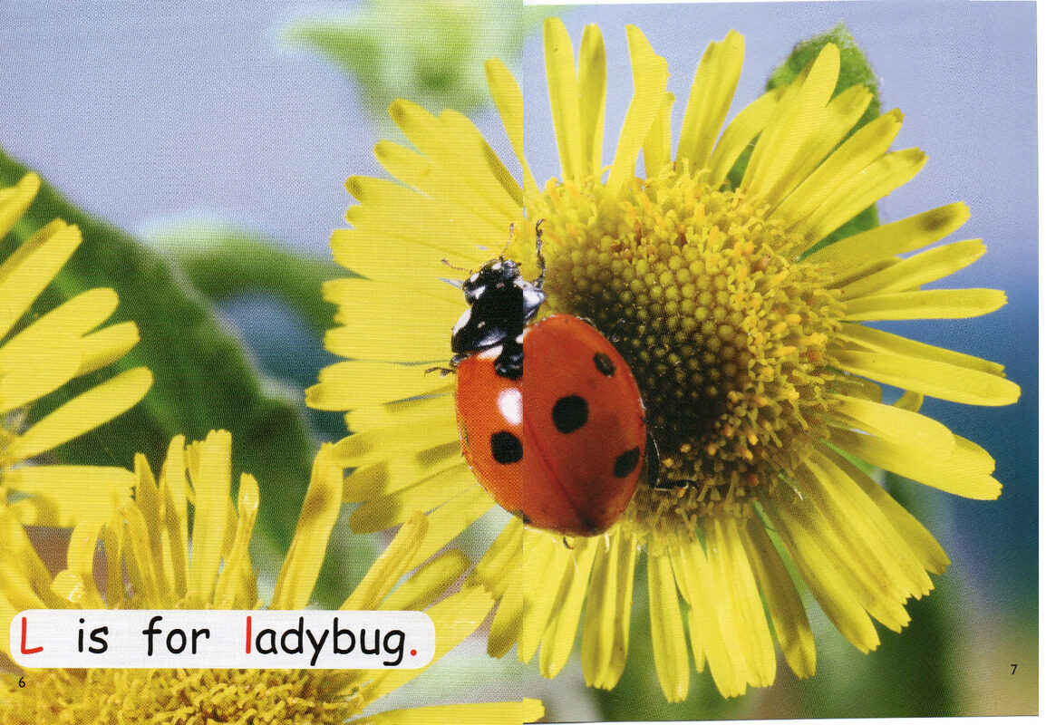 looking at bugs绘本故事第5页