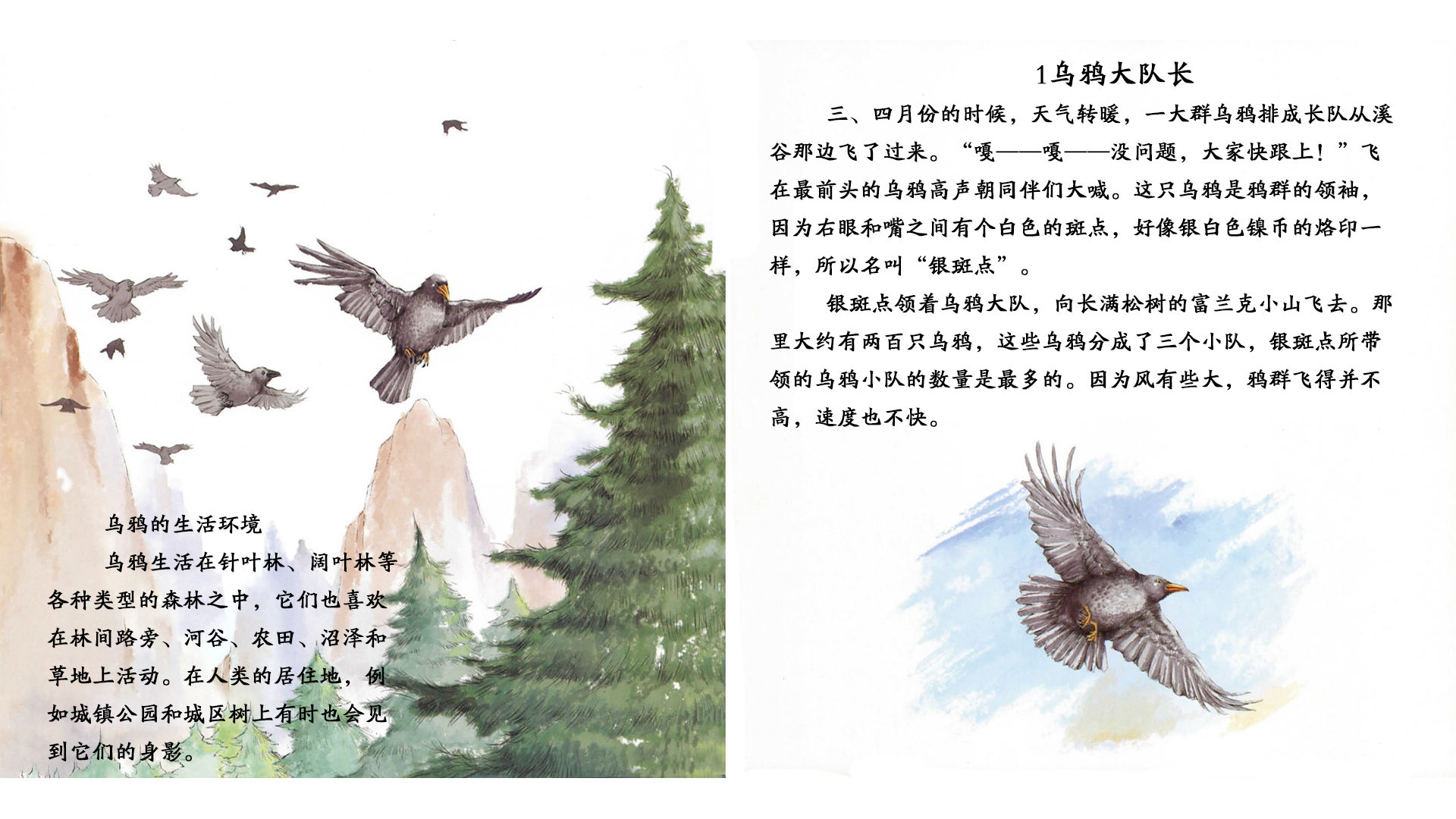 乌鸦领袖银斑点绘本故事第3页