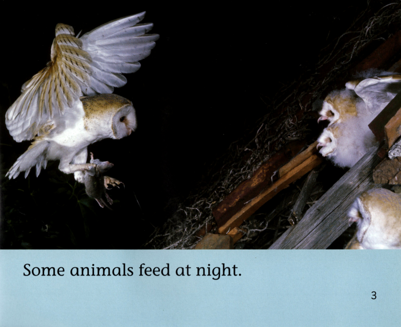 Night Animals绘本故事第4页