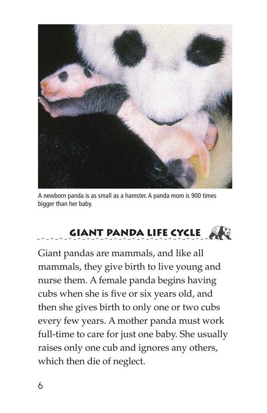 Giant Pandas绘本故事第5页