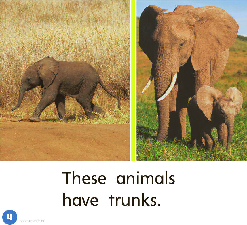 GK On U07W1 Animal Bodies绘本故事第5页