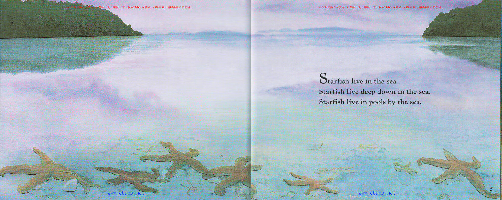 Starfish绘本故事第3页
