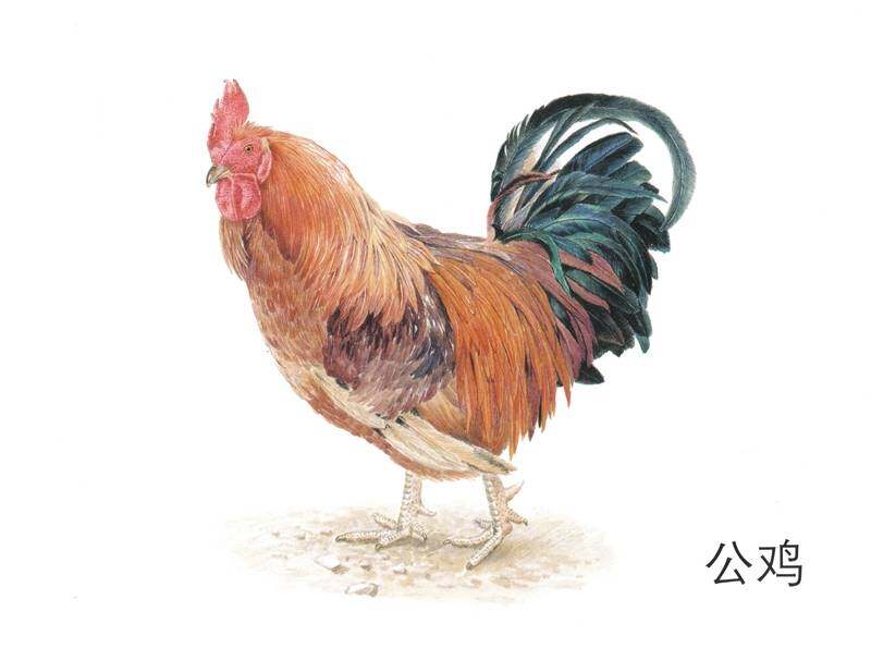 小动物们来坐车绘本故事第3页