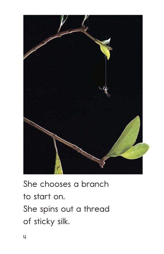 The Spider's Web绘本故事第4页