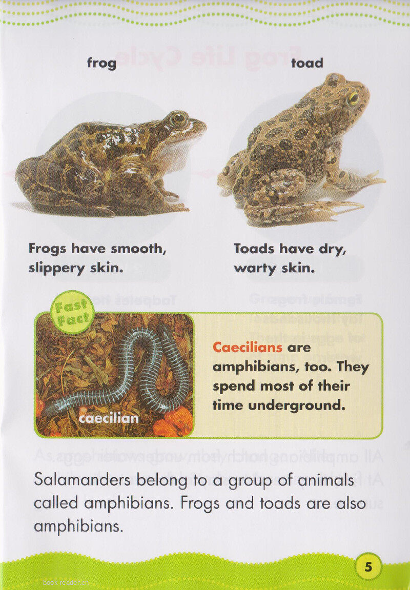 Awesome Amphibians绘本故事第4页