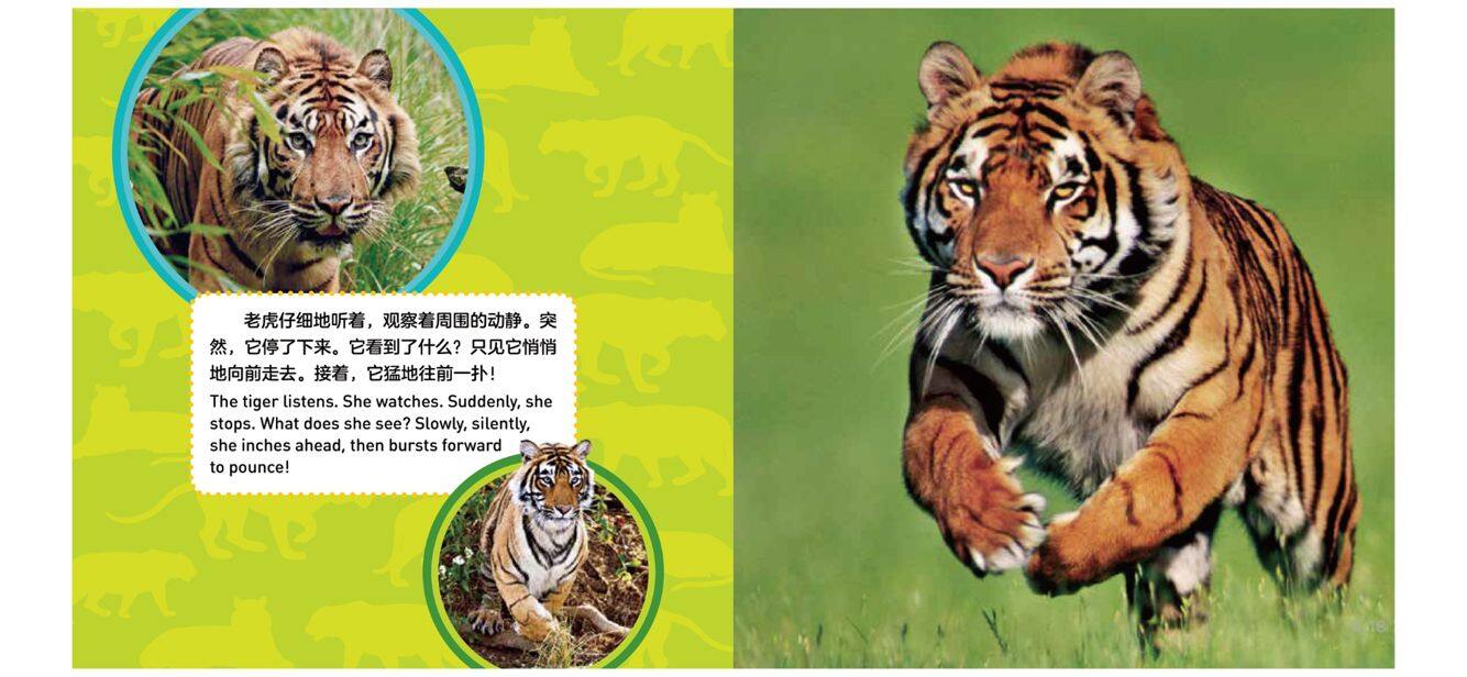 老虎绘本故事第4页