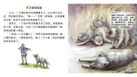 顽强的威尼派克狼绘本故事第4页