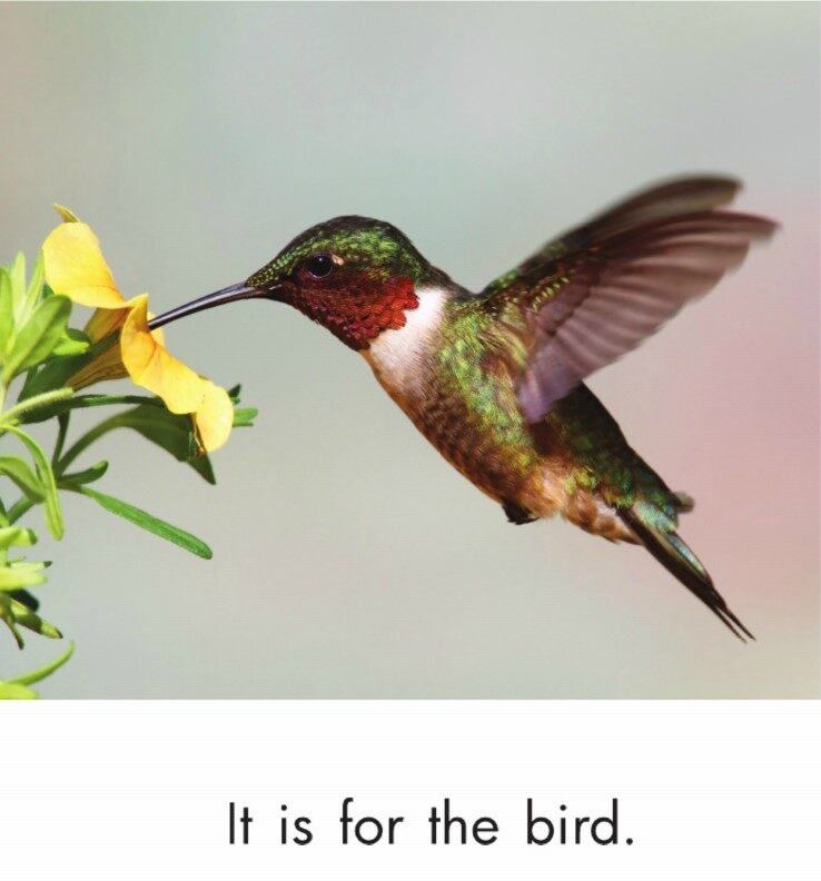 In the Garden绘本故事第3页