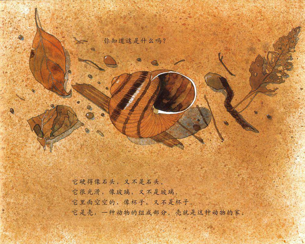 自然科学启蒙（第一辑）——谁住在壳里绘本故事第3页