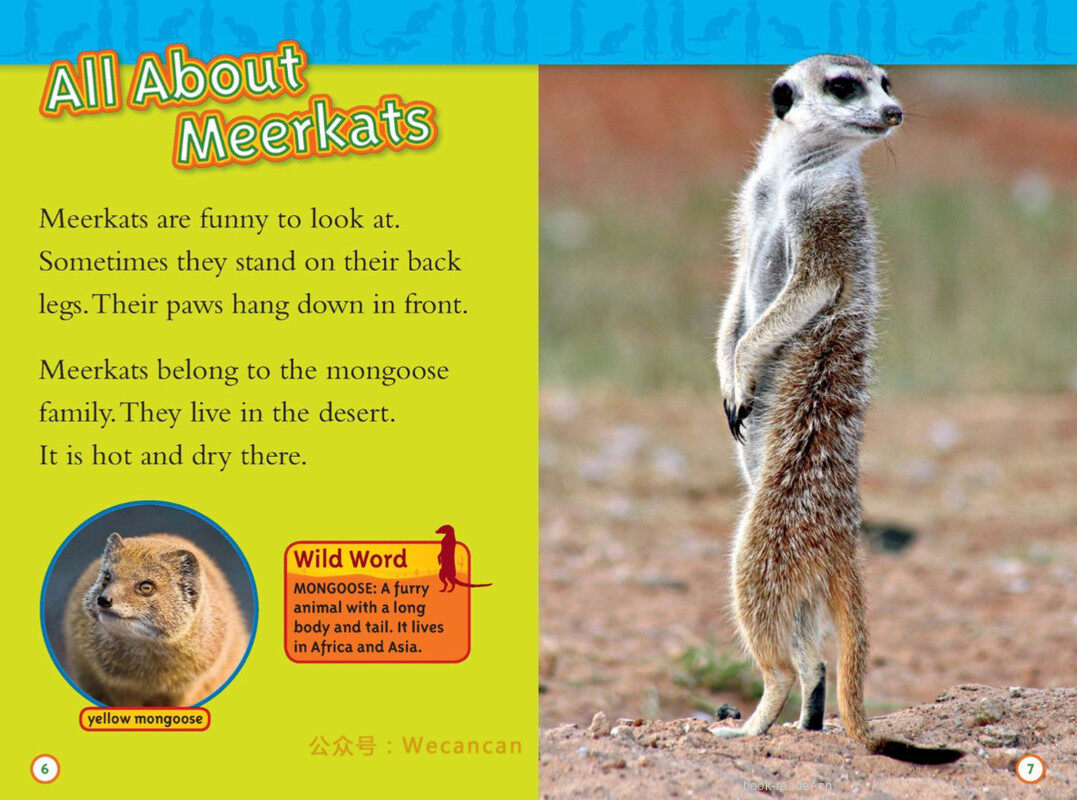 Meerkats绘本故事第4页