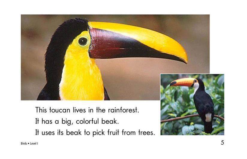 Birds绘本故事第5页