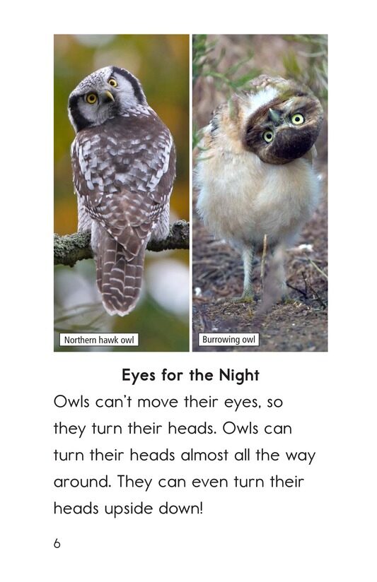 Owls Overhead绘本故事第5页