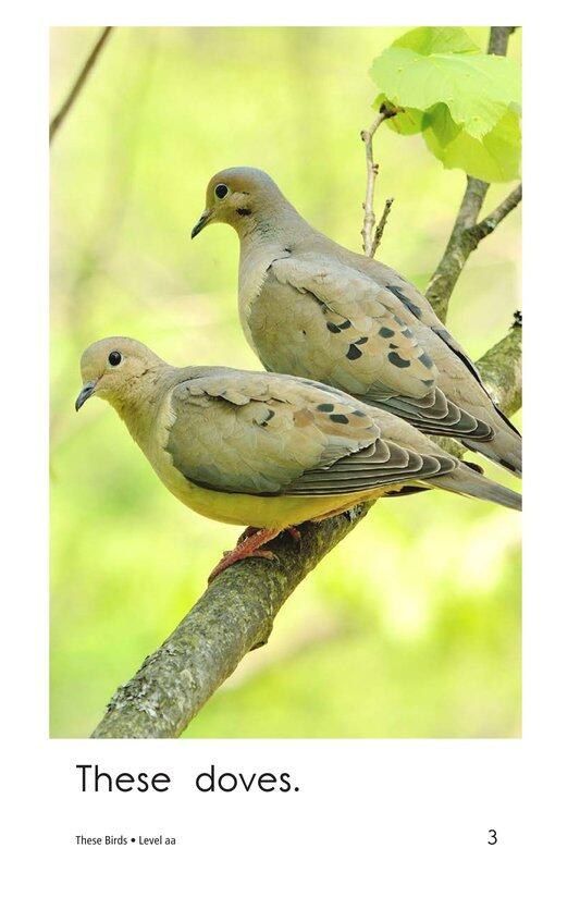 These Birds绘本故事第3页