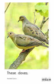 These Birds绘本故事第3页