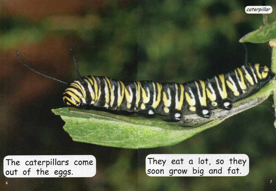 caterpillar to butterfly绘本故事第5页