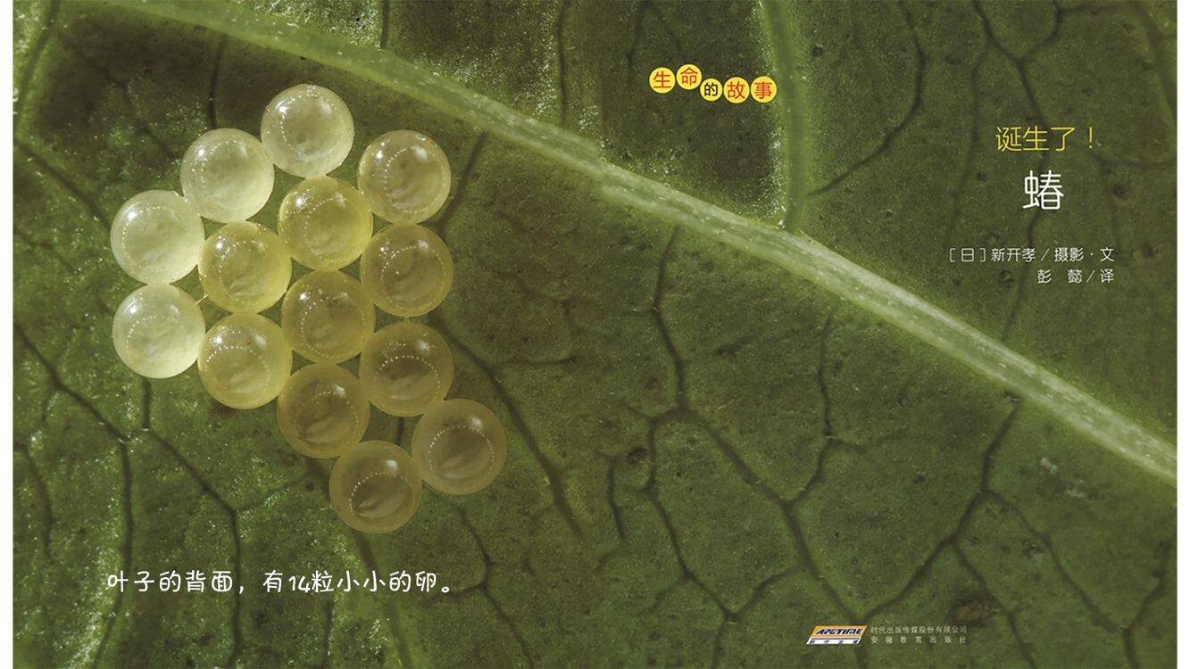 诞生了！蝽绘本故事第4页