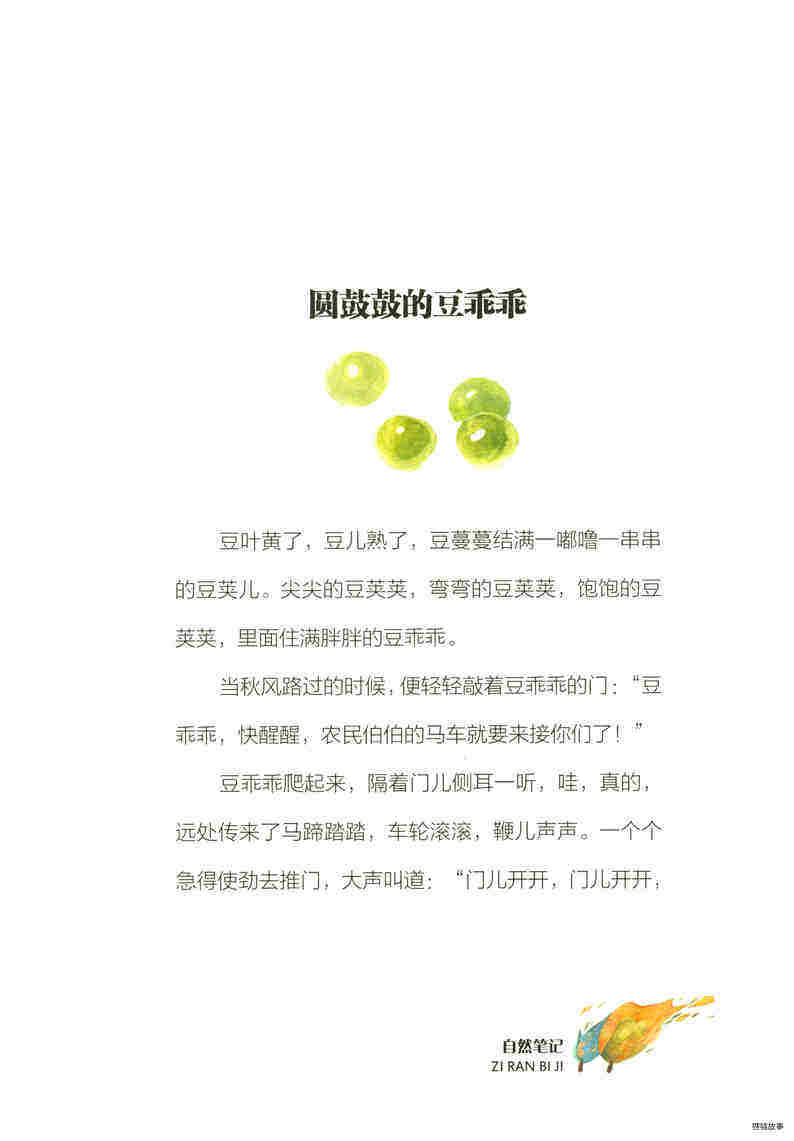 圆鼓鼓的豆乖乖