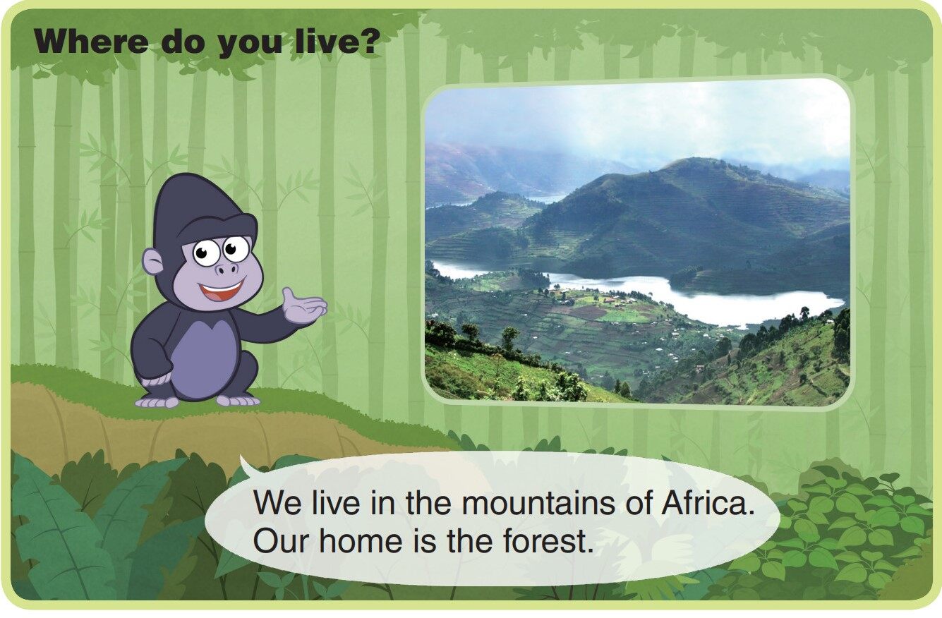 Mountain Gorilla绘本故事第4页