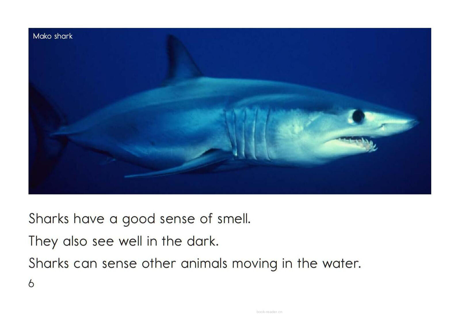 Sharks绘本故事第5页