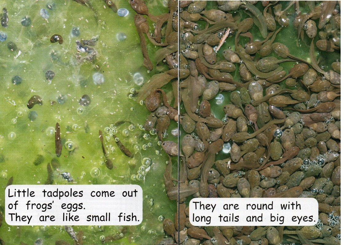 from tadpole to frog绘本故事第3页