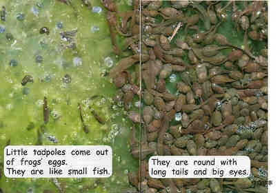 from tadpole to frog绘本故事第3页