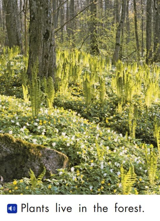 In the forest绘本故事第4页