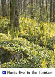 In the forest绘本故事第4页