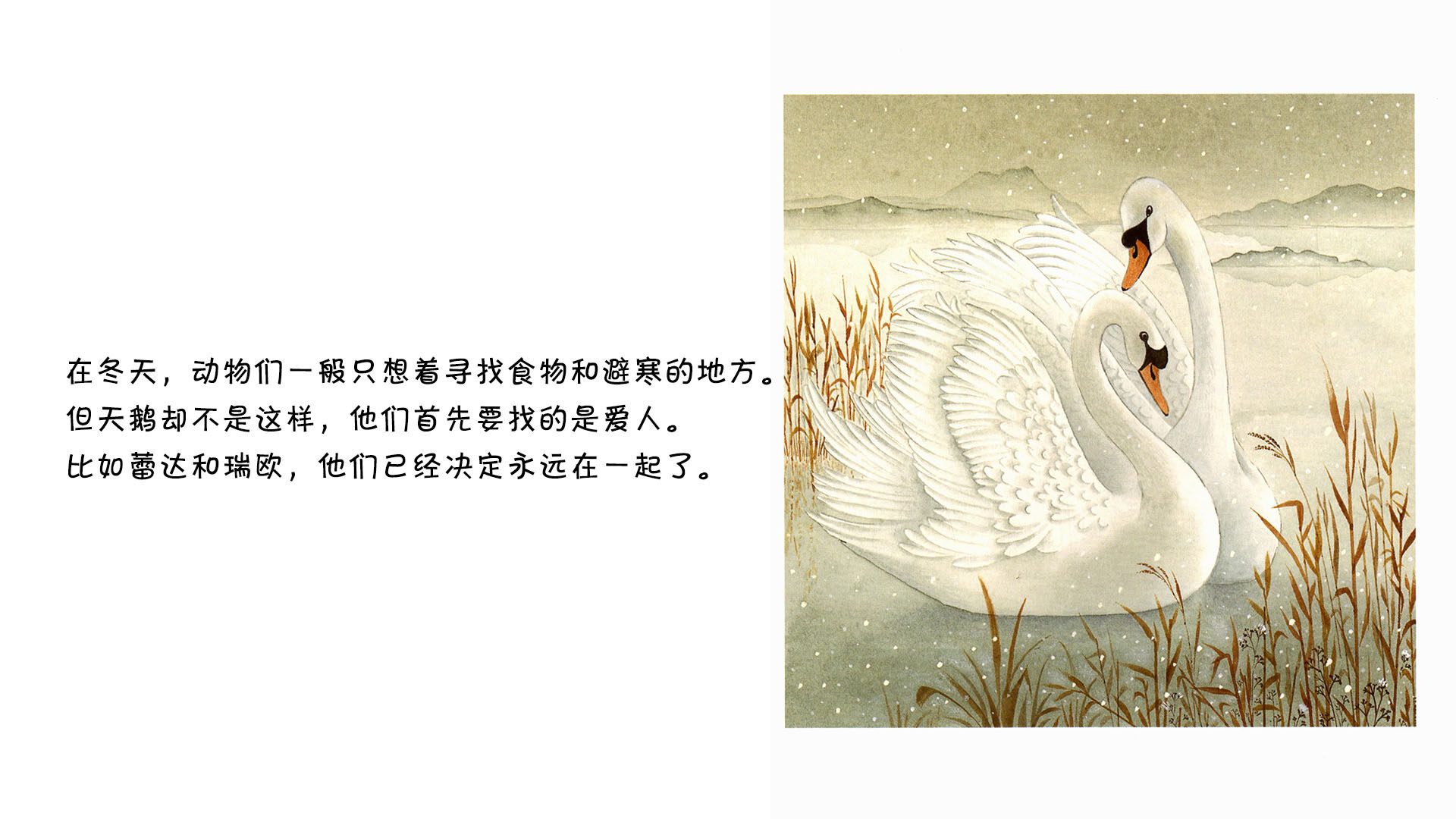 天鹅   绘本故事第3页