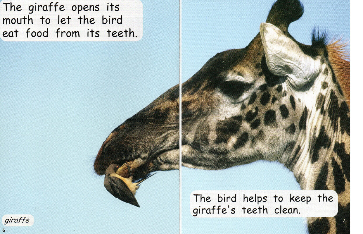 animal friends绘本故事第5页