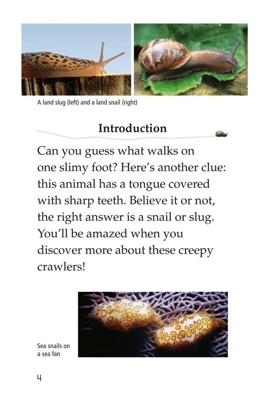 The Secret Lives of Snails and Slugs绘本故事第3页
