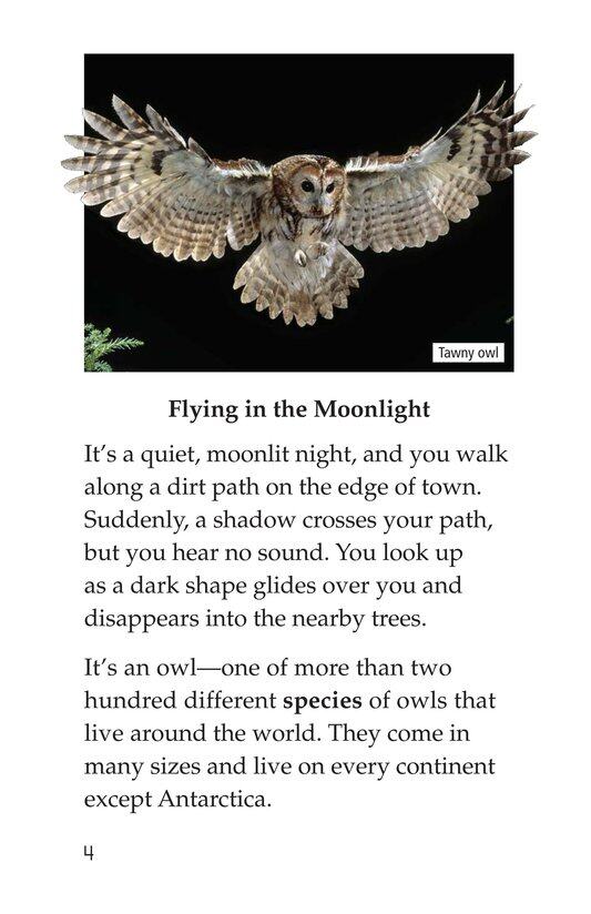 Owls Overhead绘本故事第3页