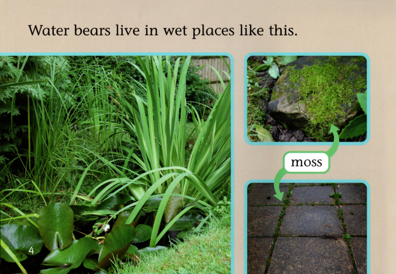 Water Bears绘本故事第5页