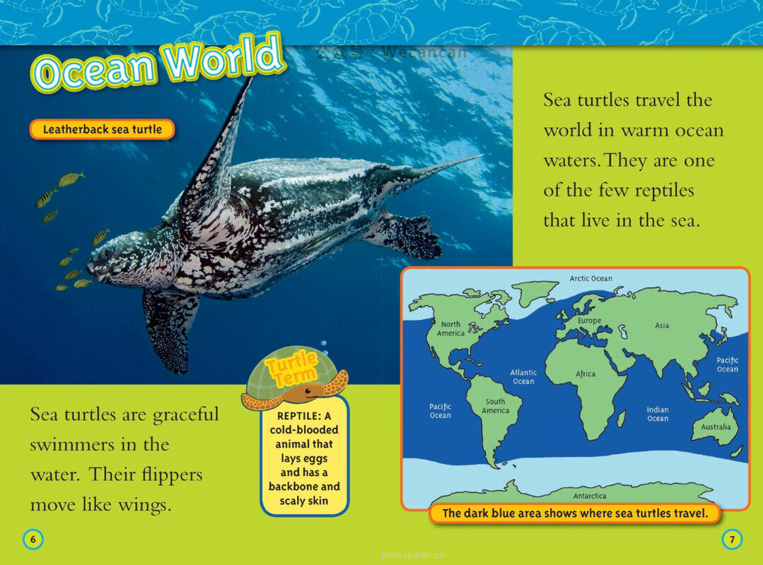 Sea Turtles绘本故事第4页