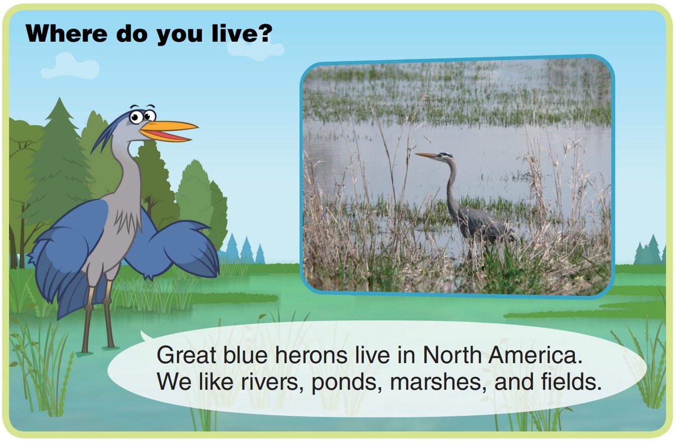 Great Blue Heron绘本故事第4页