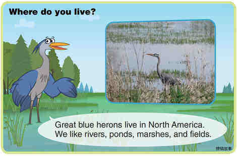 Great Blue Heron绘本故事第4页
