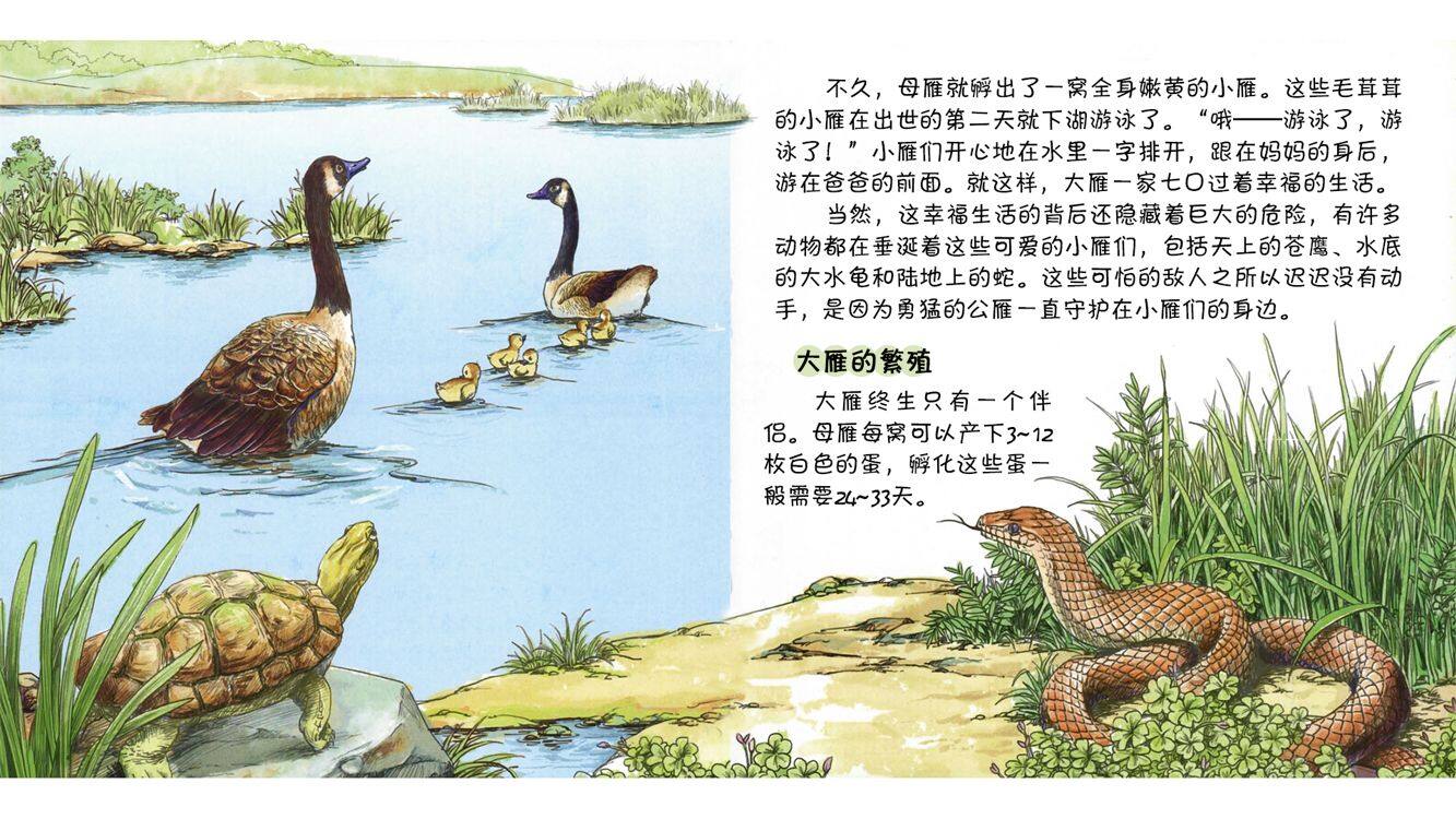 留守的公雁绘本故事第5页