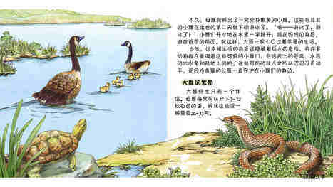 留守的公雁绘本故事第5页
