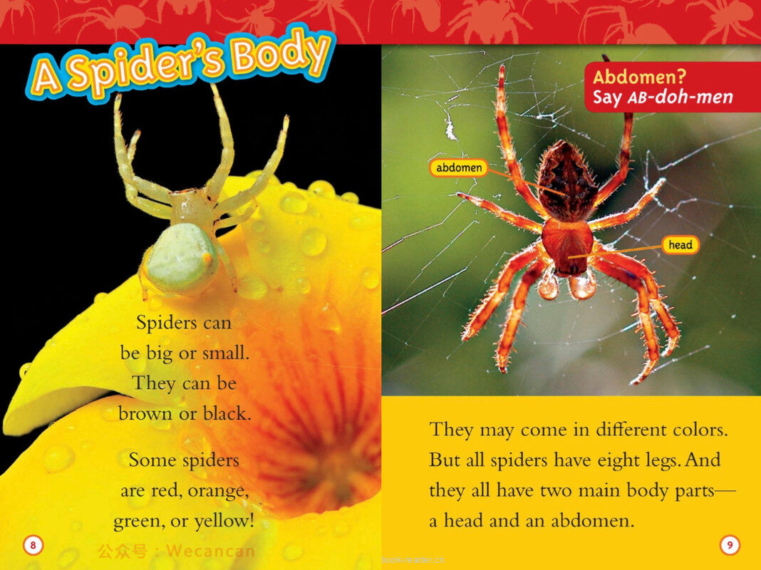 Spiders绘本故事第5页