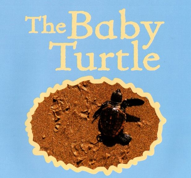 The BABY Turtle绘本故事第2页