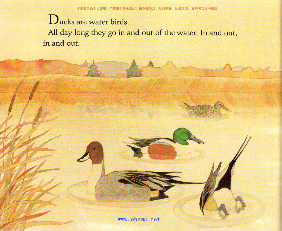 Ducks Do not Get  Wet绘本故事第3页