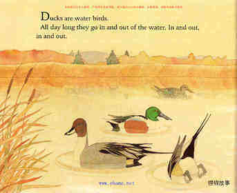 Ducks Do not Get  Wet绘本故事第3页