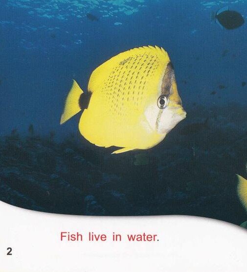 Fish facts绘本故事第3页